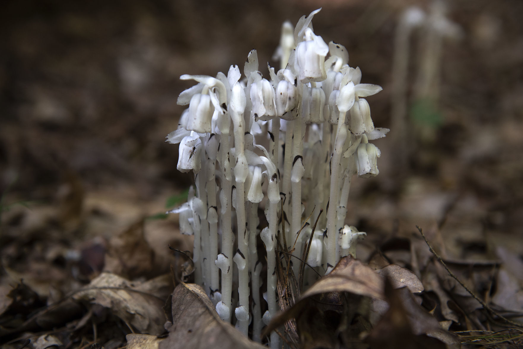 Pennsylvania Mushroom V .jpg